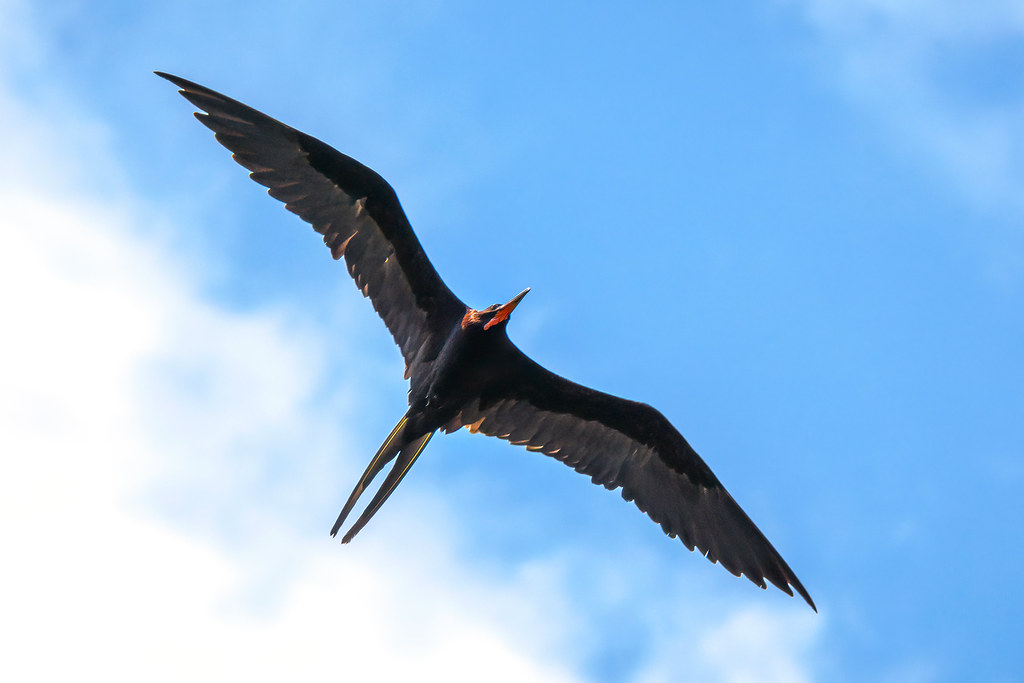 Bird flying in the sky