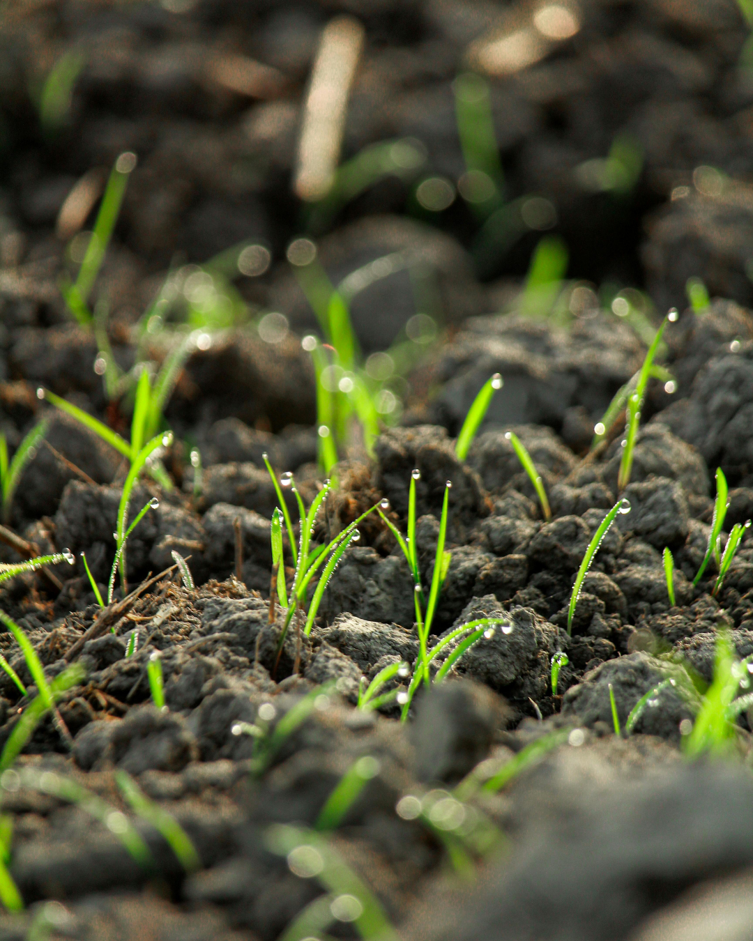Seeds sprouting in soil