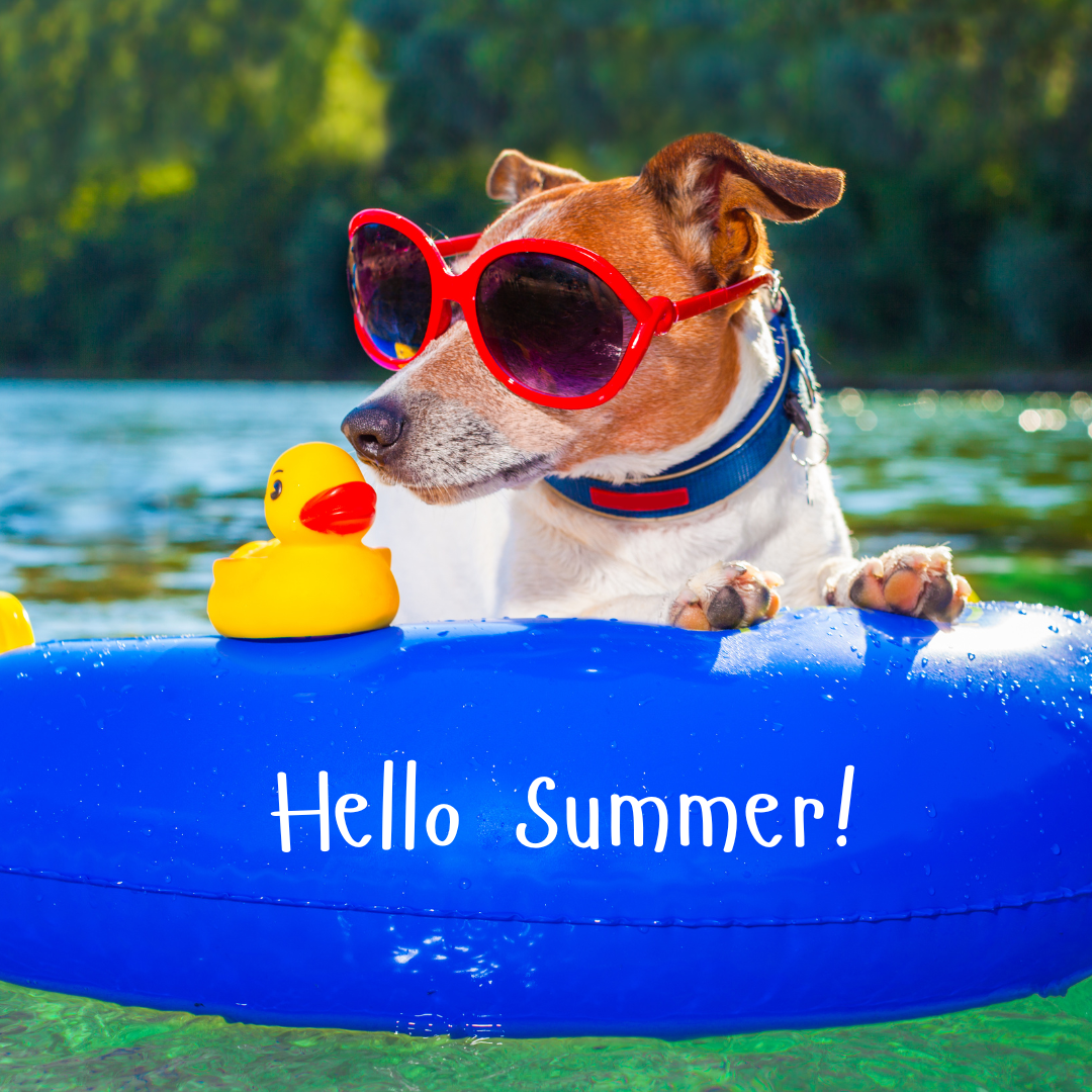 dog summer