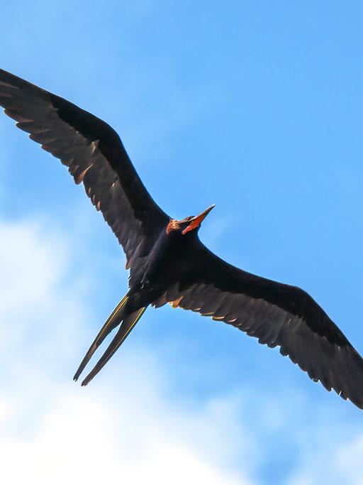 Bird flying in the sky