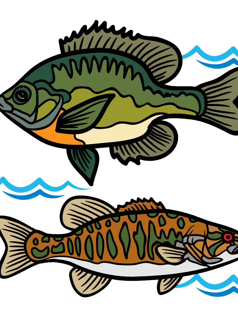 fish