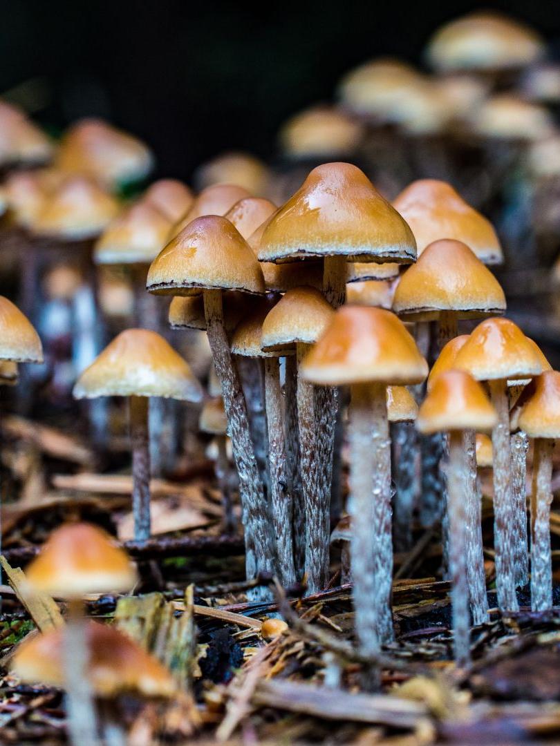 Mushrooms