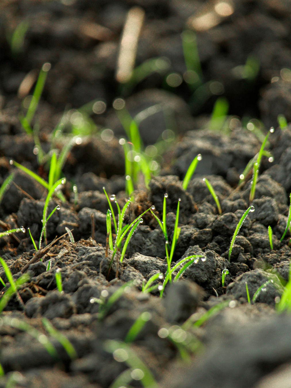Seeds sprouting in soil