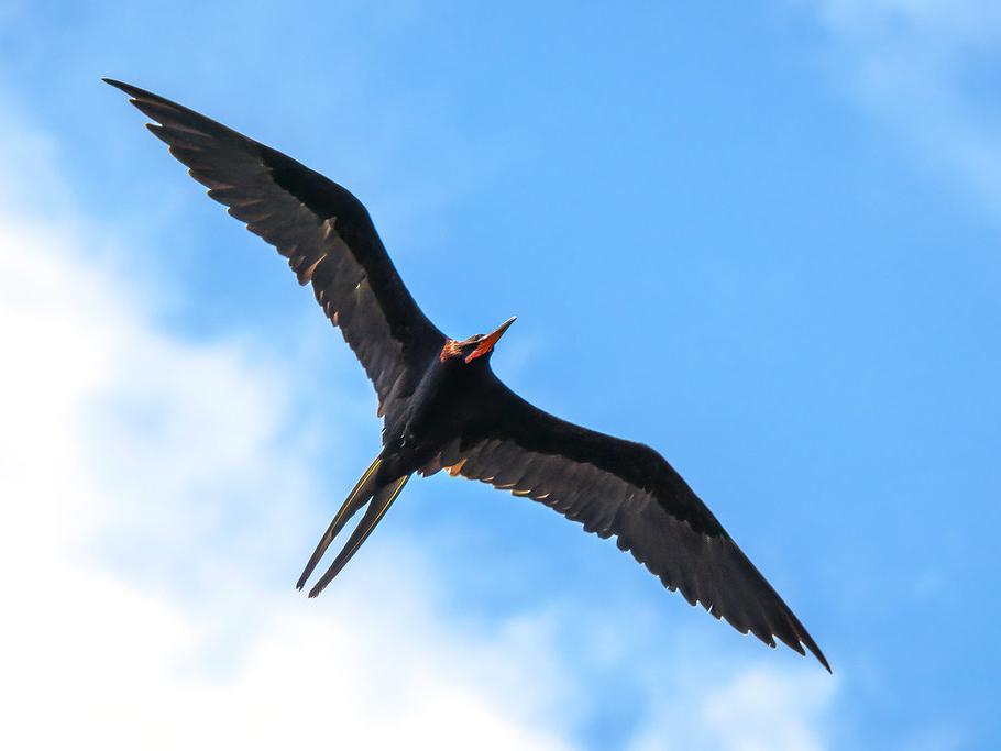 Black bird flying in the sky.