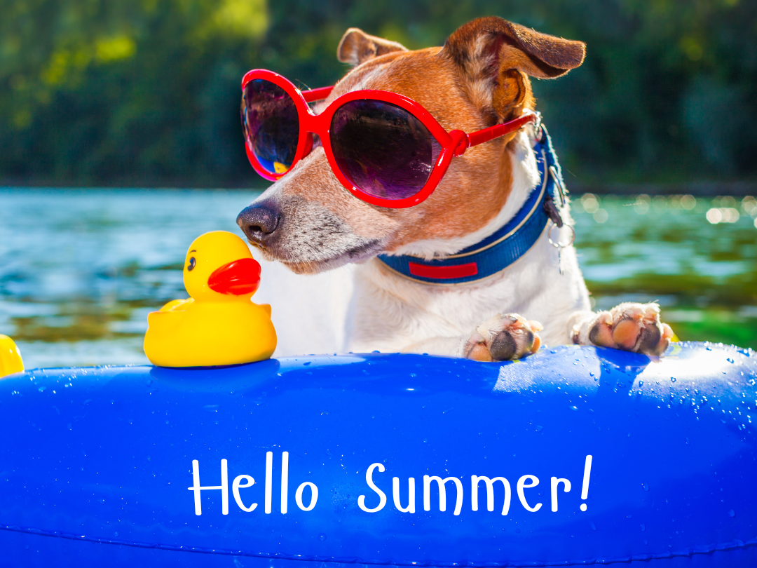 dog summer