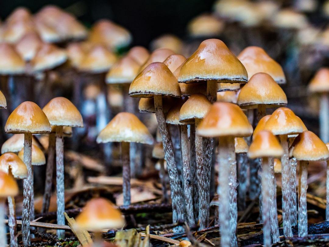 mushrooms