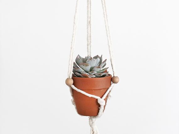 Macrame hanging pot with succulent