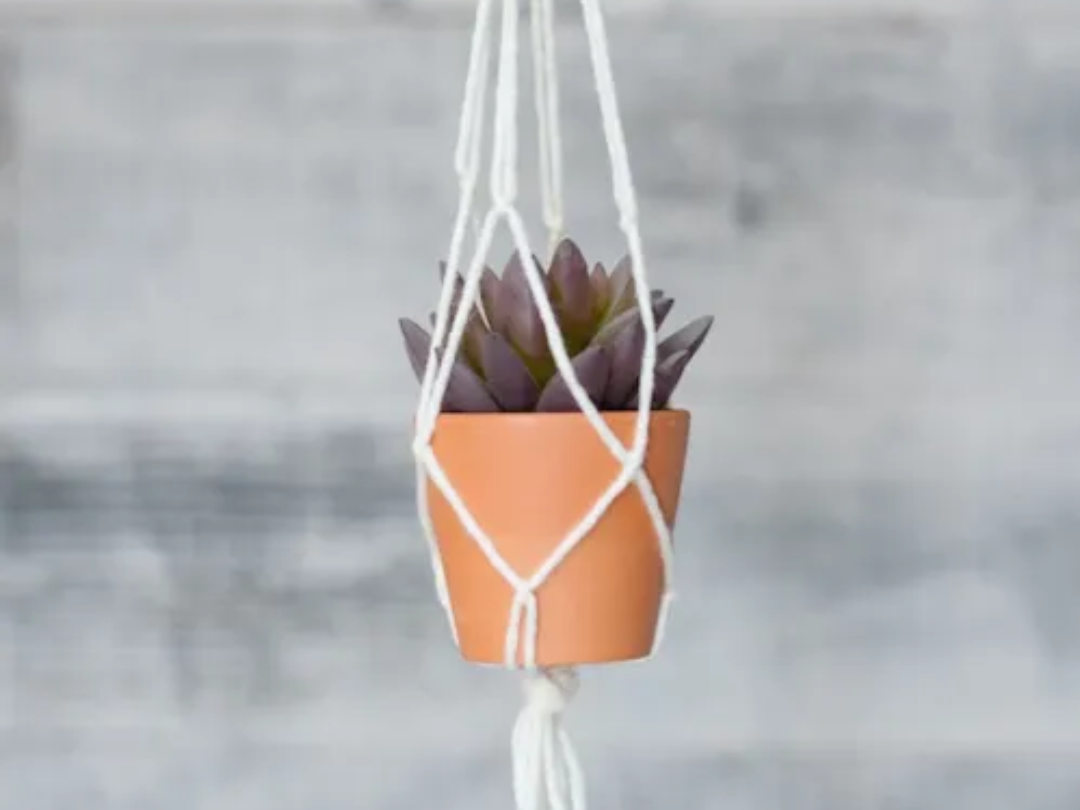 Hanging succulent pot with white macrame rope.